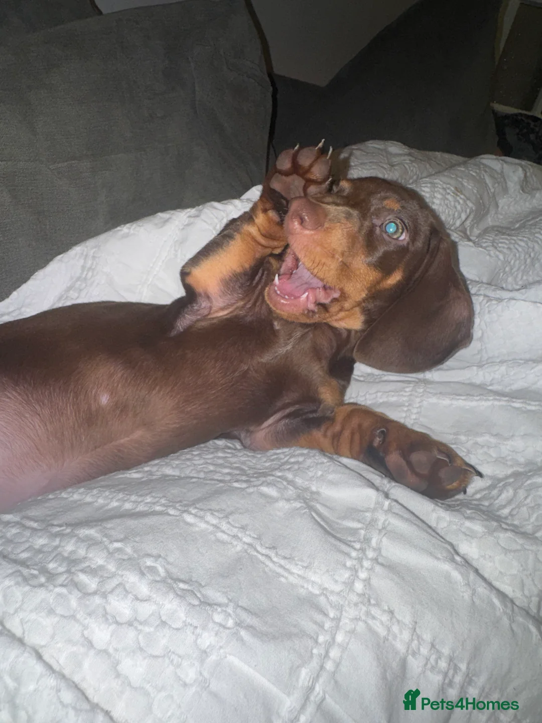 Miniature Dachshund dogs for sale: Miniature dachsund - Advert 3