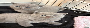 British Shorthair Kitten 4