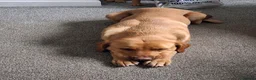 Labrador Retriever dogs for sale: Fox red Labrador puppies  in Crieff - Advert 1