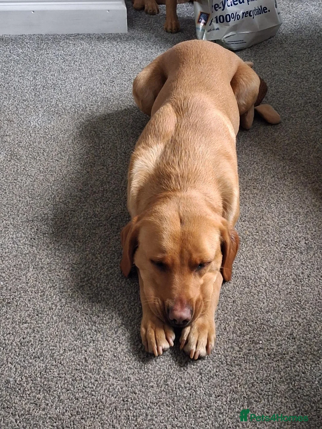 Labrador Retriever dogs for sale: Fox red Labrador puppies  in Crieff - Advert 1