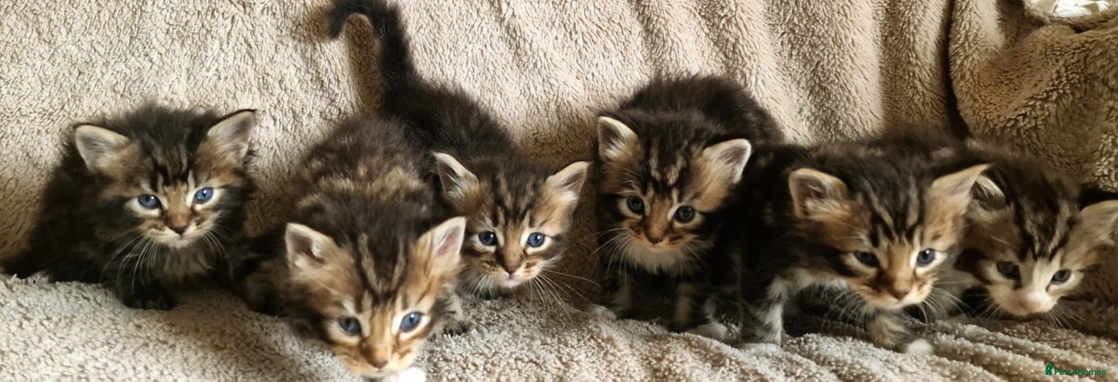 Ragcoon cats Ragcoon (Ragdoll x Maine Coon) Kittens  - Advert 8