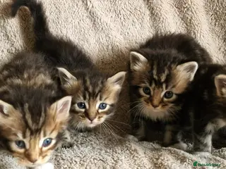 Ragcoon cats Ragcoon (Ragdoll x Maine Coon) Kittens - Advert 8