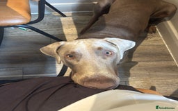 Dobermann dogs for sale: Looking for His Forever Home  - Image 4