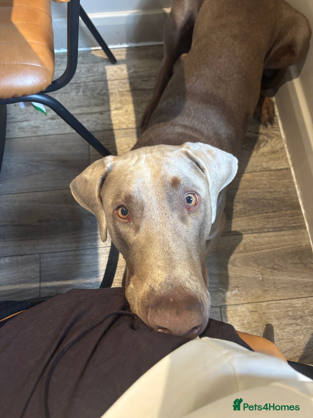 Dobermann dogs for sale: Looking for His Forever Home  - Image 4