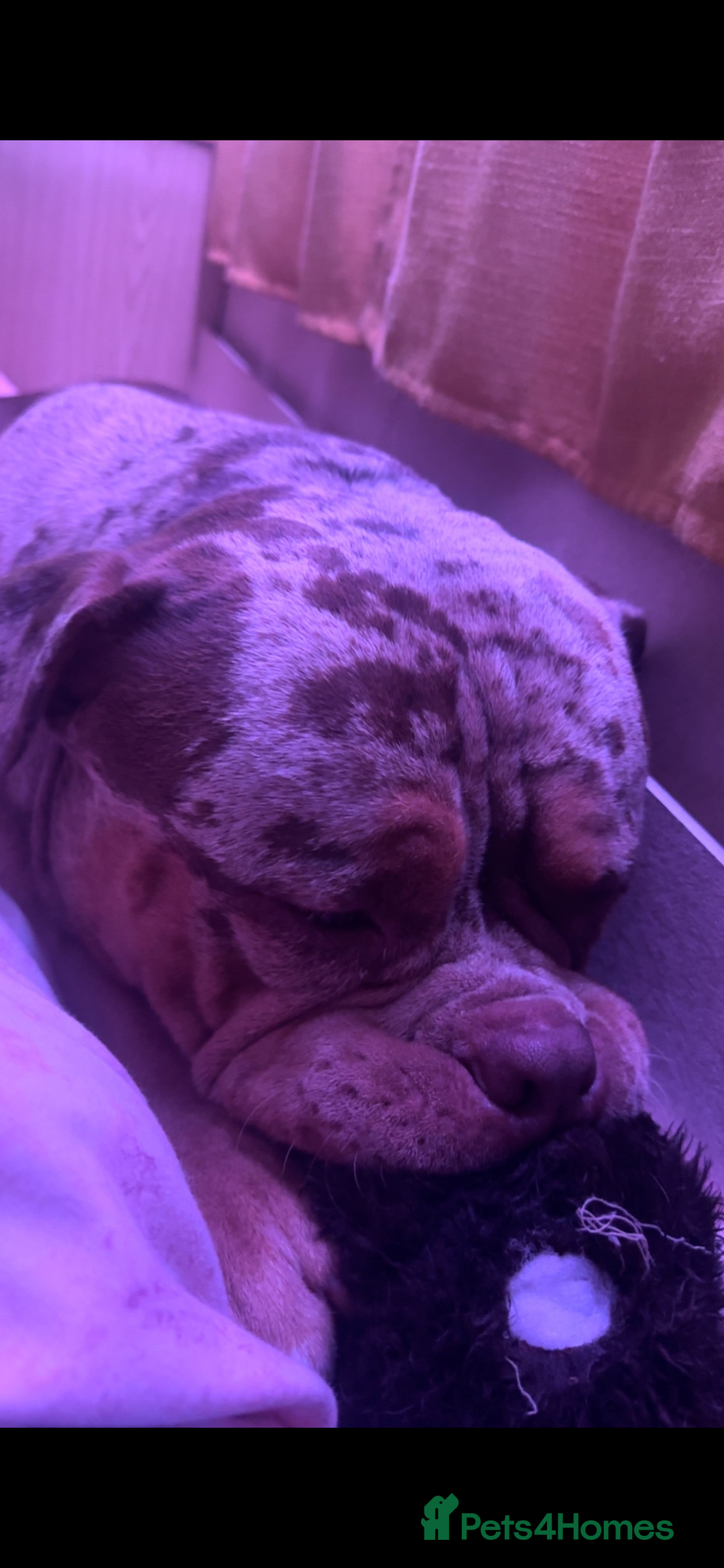 American Bully dogs for sale: Pocket bully  - Image 4