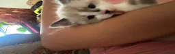 Mixed Breed cats for sale: Beautiful kittens looking for lovely home in Enfield - Advert 9