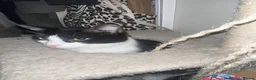 Mixed Breed cats for sale: Brother and sister rehoming  in Ashby-de-la-Zouch - Advert 4