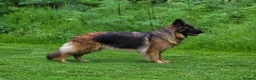 German Shepherd dogs for sale: SABLE LONG COAT GSD 10 MONTHS OLD  - Advert 7