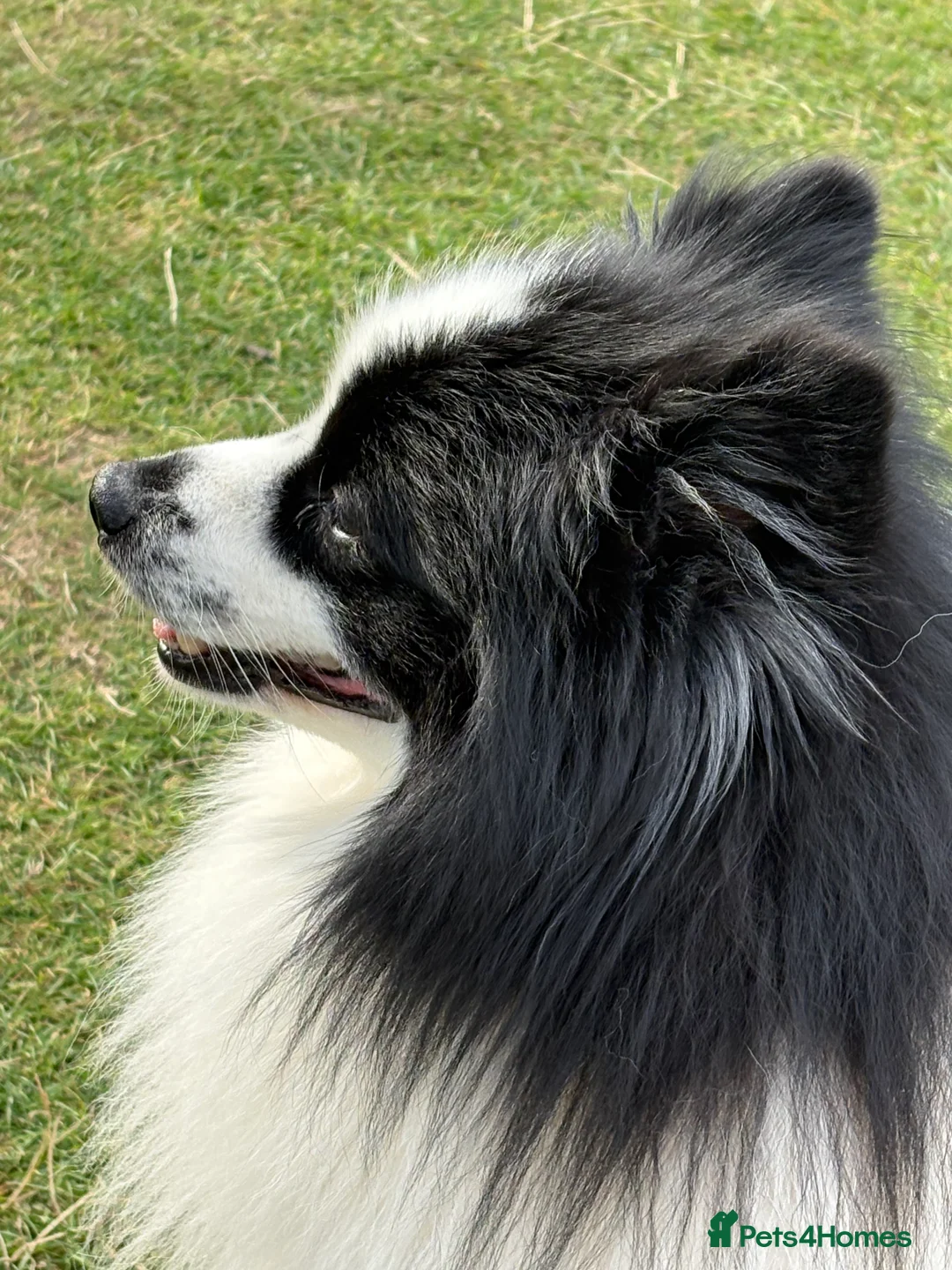 German Spitz dogs for stud: German spitz stud - Advert 2