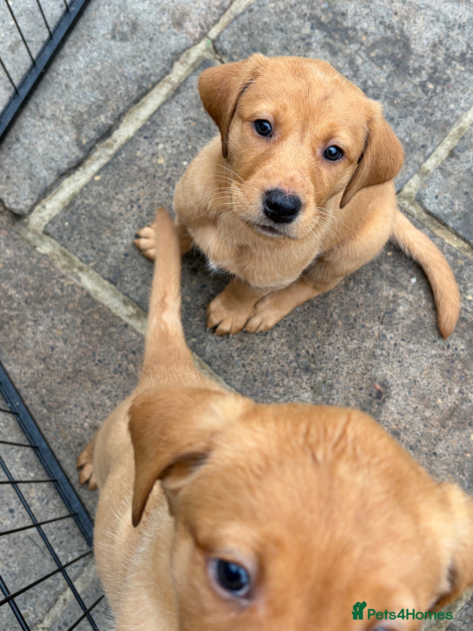 Labrador Retriever dogs Dark Fox Red Working Labrador Pups – KC Registered - Advert 2