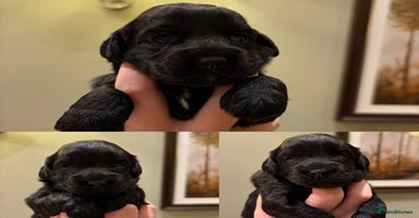 Cockapoo dogs - Advert 14