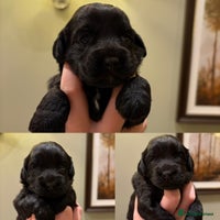 Cockapoo dogs - Advert 14