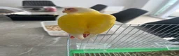 Conures birds for sale: Hand-Reared Baby Conures, Quakers & ringnecks - Advert 6