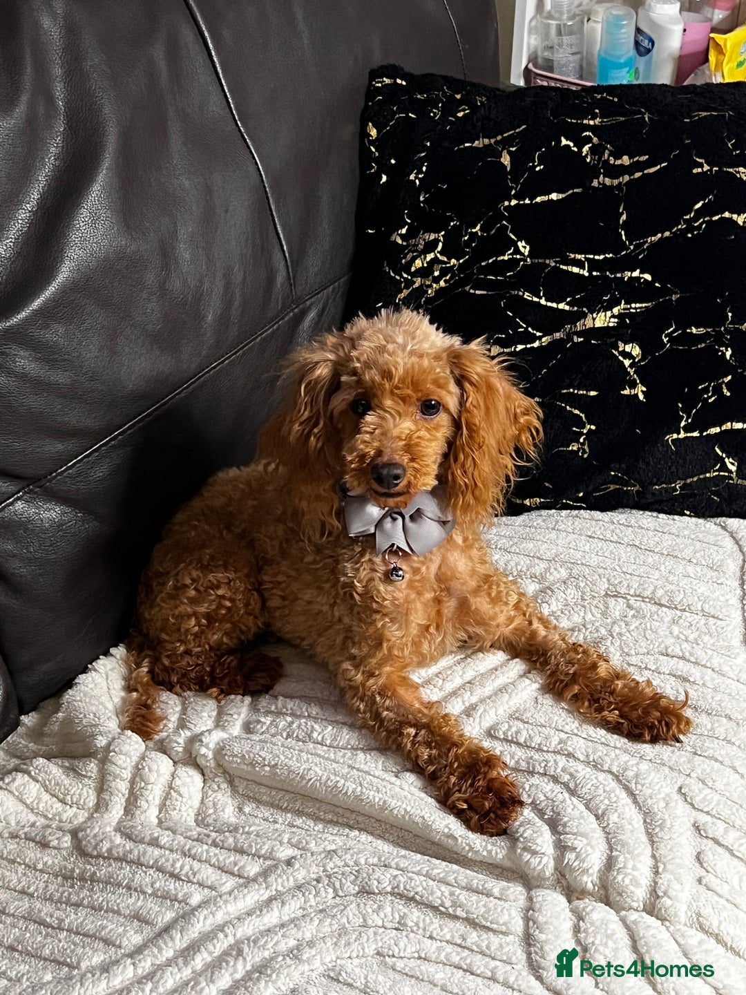 Toy Poodle dogs for sale: ❤️🐶 Gourgeous toy poodle female 🐶❤️ - Advert 5