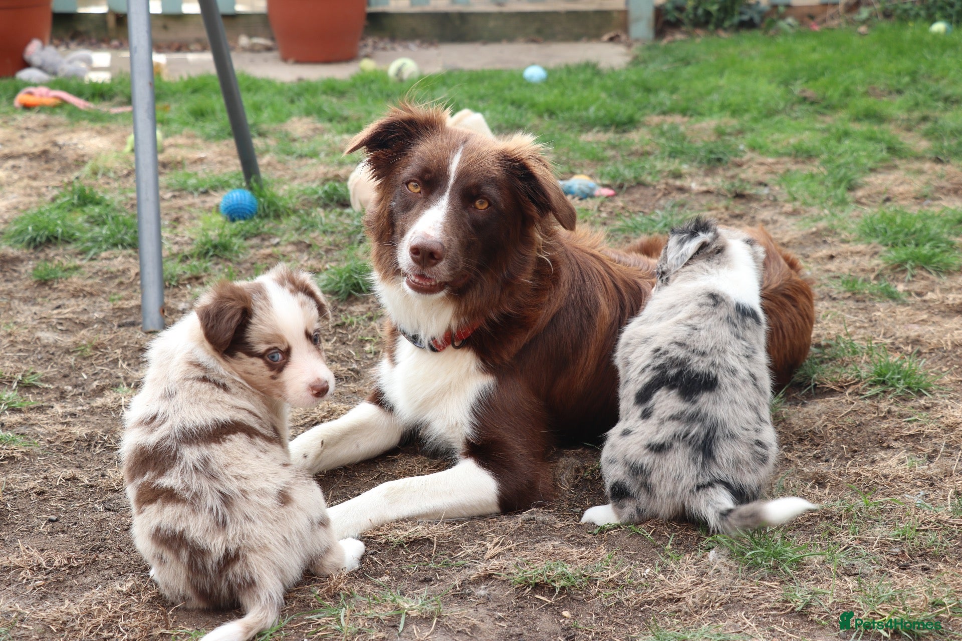 Border Collie dogs Border collie  - Advert 4