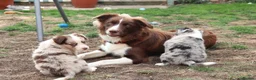 Border Collie dogs for sale: Border collie  - Advert 1