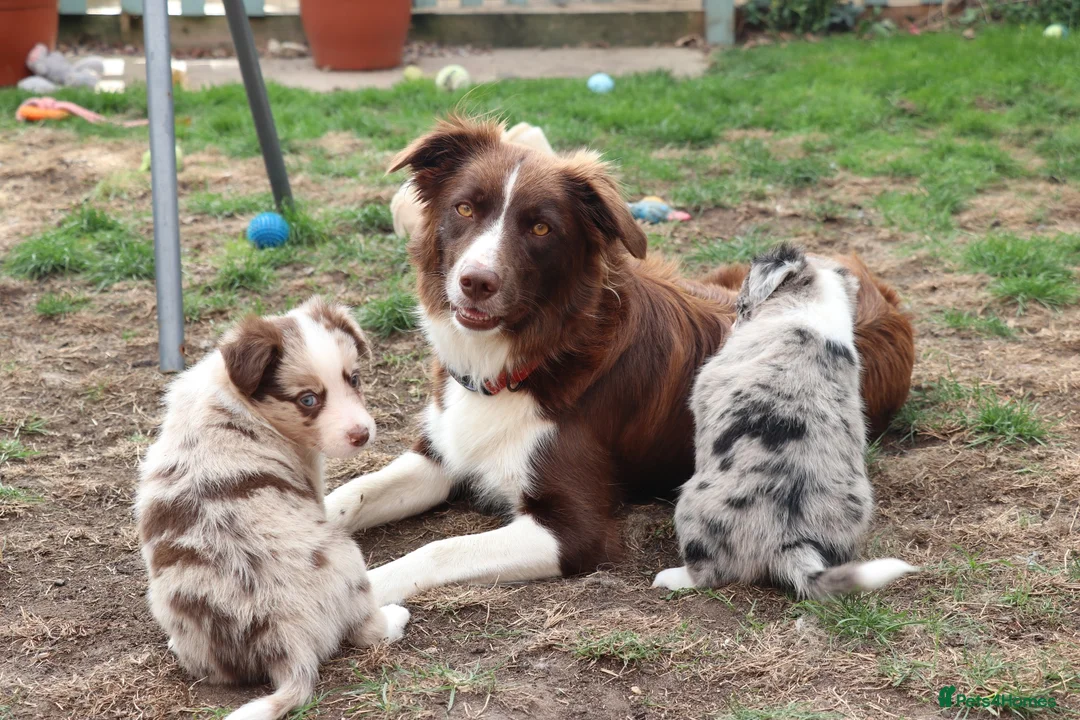 Border Collie dogs for sale: Border collie  - Advert 1