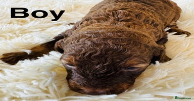 Cockapoo dogs - Advert 5