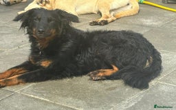 Mixed Breed dogs for adoption: Paige - Norwich Norfolk  - Image 19