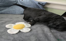 Cavapoo dogs for sale: Gorgeous Cavapoo puppies looking for forever home - Image 12
