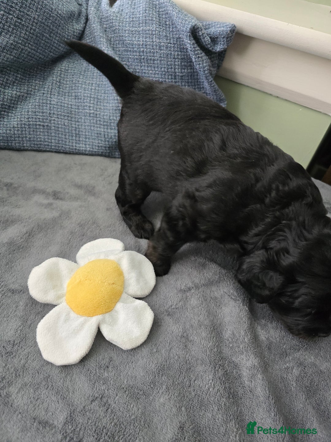 Cavapoo dogs for sale: Gorgeous Cavapoo puppies looking for forever home - Image 12