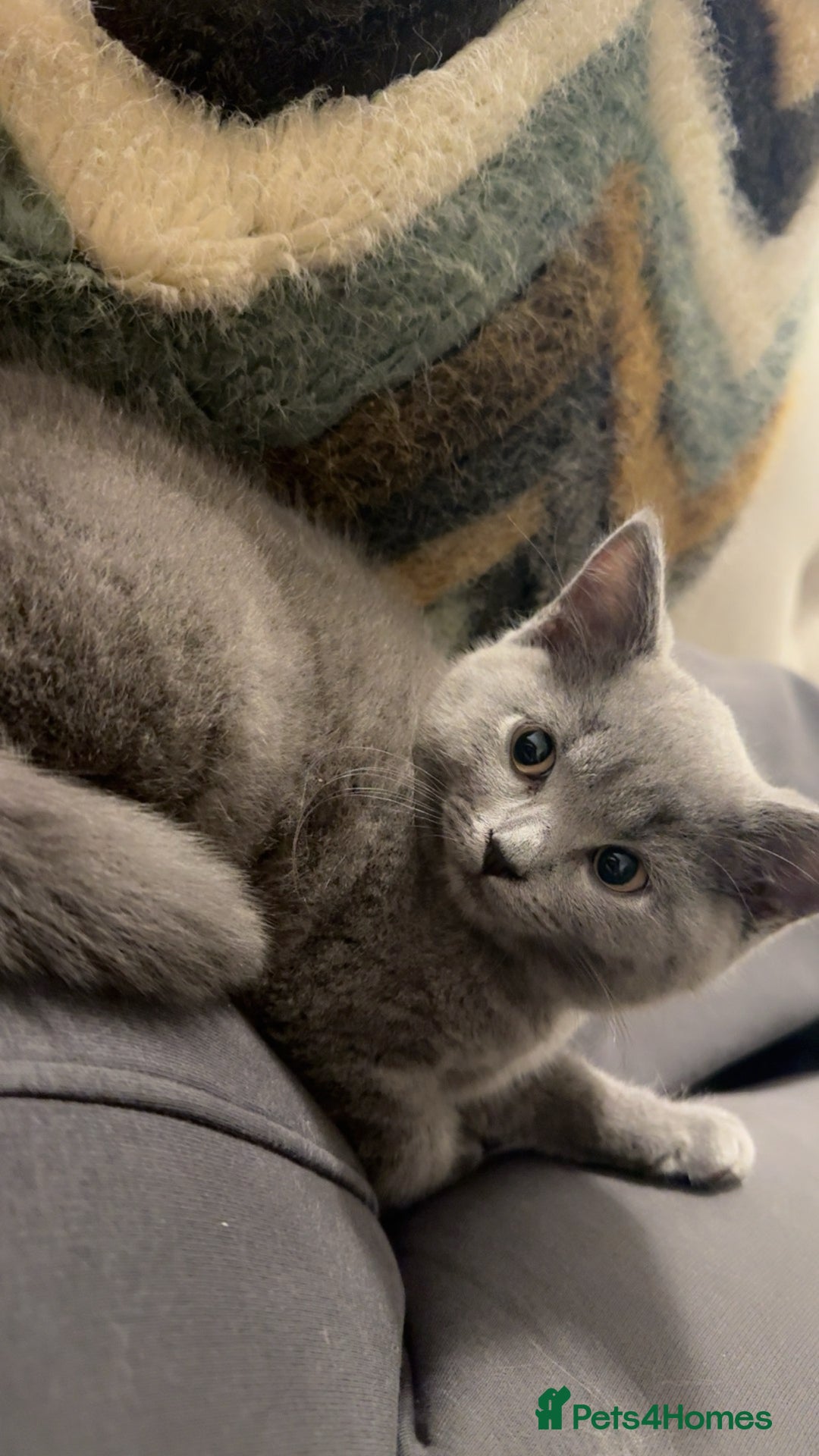 British Shorthair cats for sale: British short hair milo 🤍 - Image 1