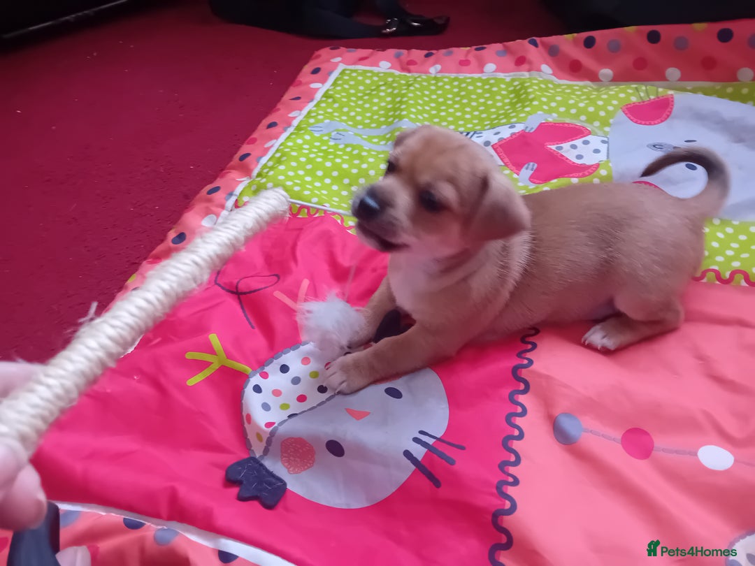Chug dogs for sale: Cute puppies raised with love available at 8 weeks - Image 4