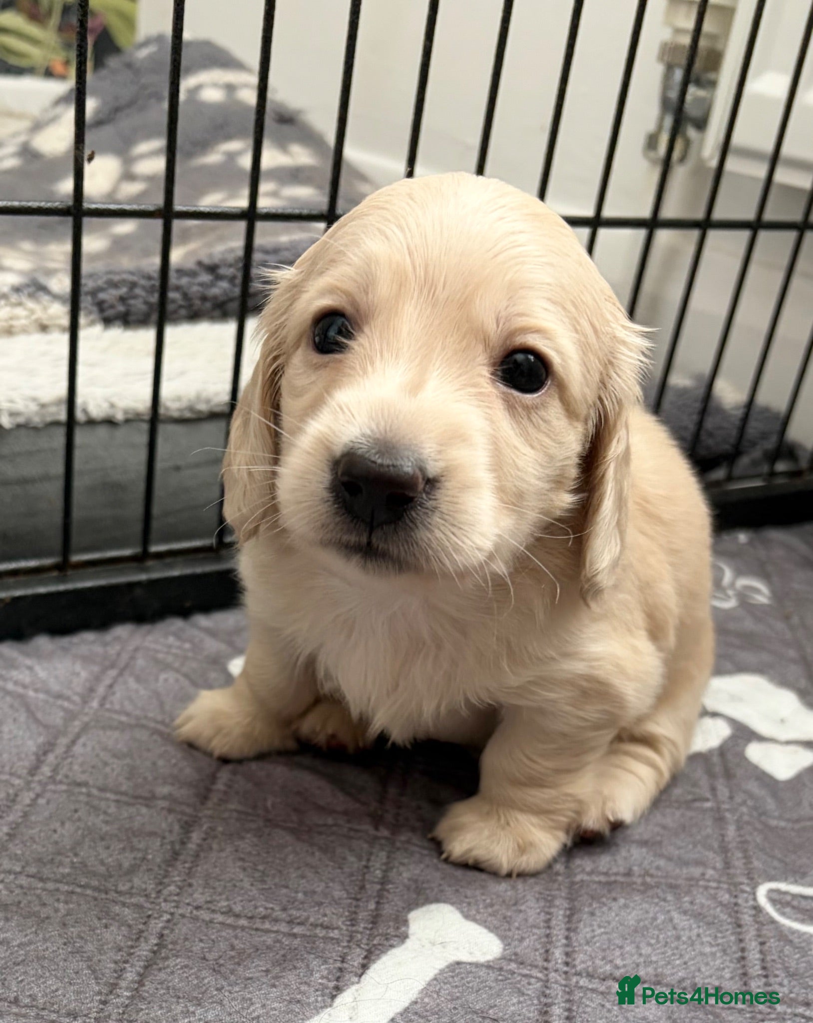 Miniature Dachshund dogs KC Reg, Health Tested Mini Longhaired Puppies  - Advert 2