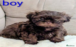 Shih Tzu dogs for sale: Imperial Shitzus - Image 9