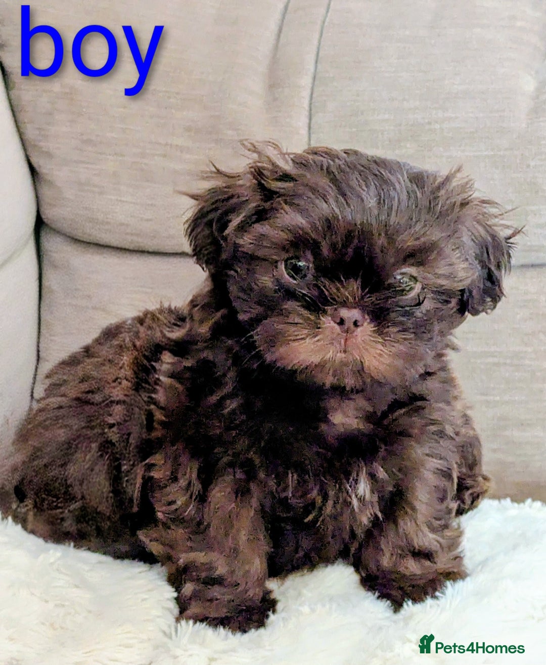 Shih Tzu dogs for sale: Imperial Shitzus - Image 9