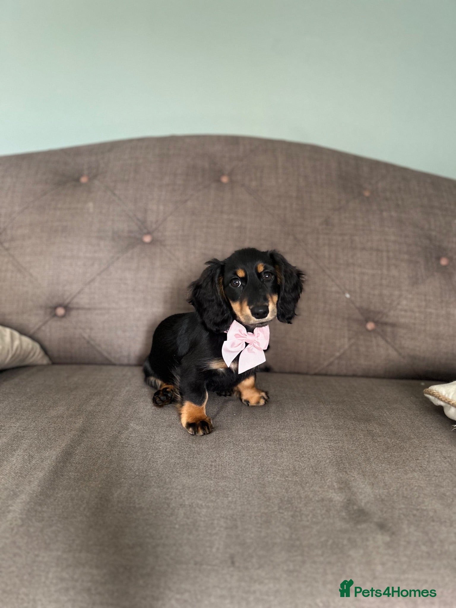 Miniature Dachshund dogs Black & Tan Longhaired Miniature Dachshund - Advert 3