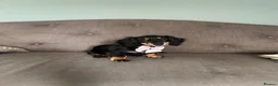 Miniature Dachshund dogs for sale: Black & Tan Longhaired Miniature Dachshund in Glasgow - Advert 1