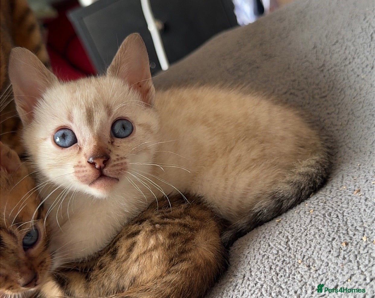 Bengal cats for sale: Full bengal kittens in Plymouth - Advert 13