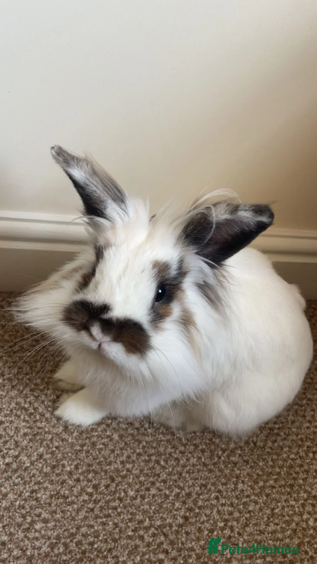 Mini Lion Lop rabbits for sale: Rabbit for sale (including cage) - Advert 1
