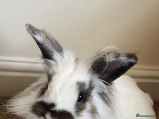 Mini Lion Lop rabbits Rabbit for sale - Advert 1