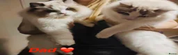 Ragdoll cats for sale: Full pedigree Champion line Ragdoll kittens ❤️😻 - Advert 18