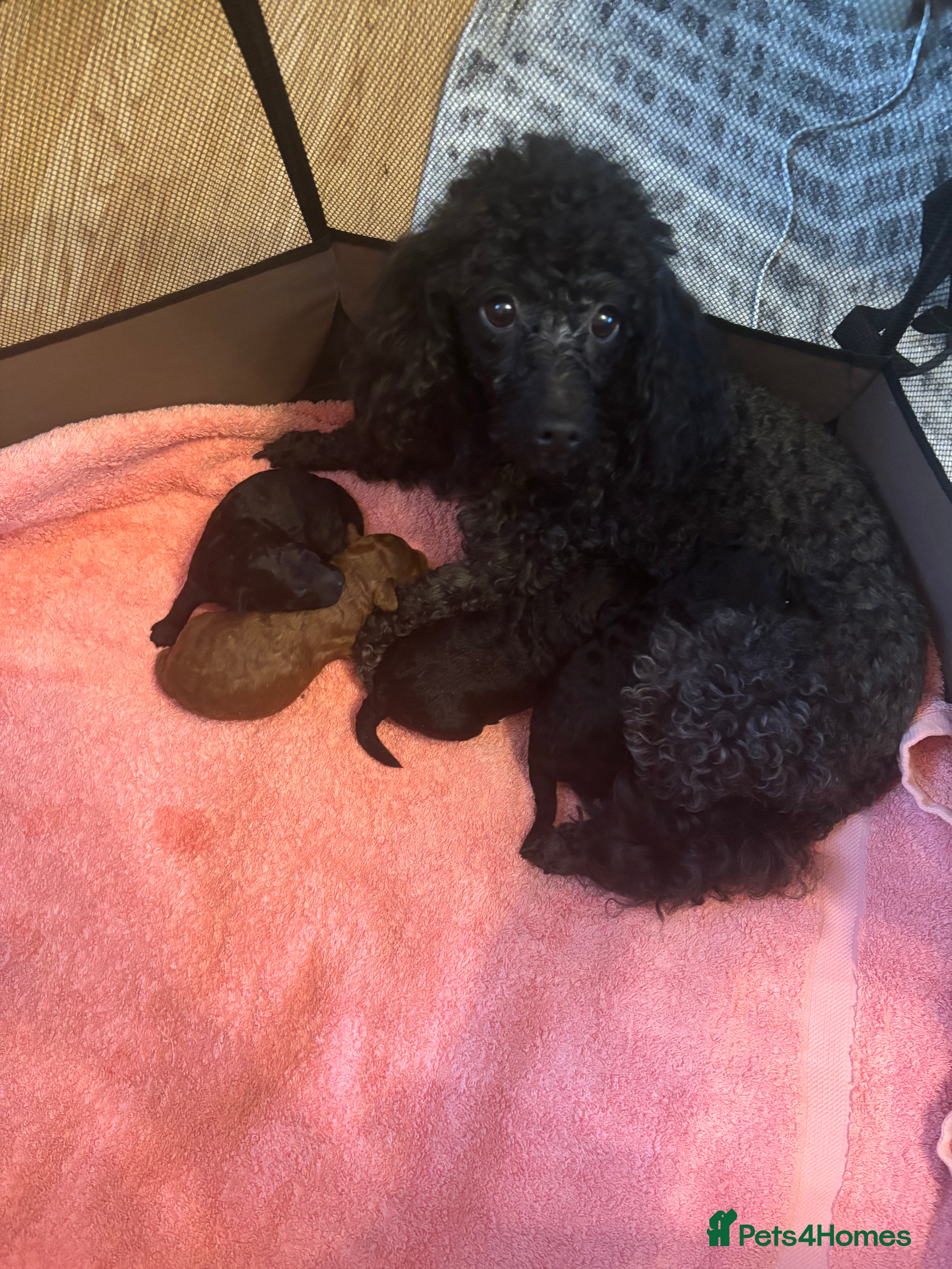 Toy Poodle dogs 4 Beautiful toy poodle puppies, black and red  - Advert 1