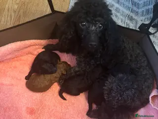 Toy Poodle dogs 4 Beautiful toy poodle puppies, black and red - Advert 1
