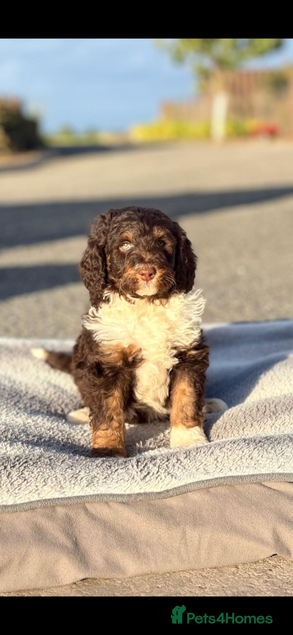 Bernedoodle dogs for sale: Bernedoodle pups - Advert 1