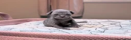 Devon Rex cats for sale: Beautiful blue boy!!!!! - Advert 3