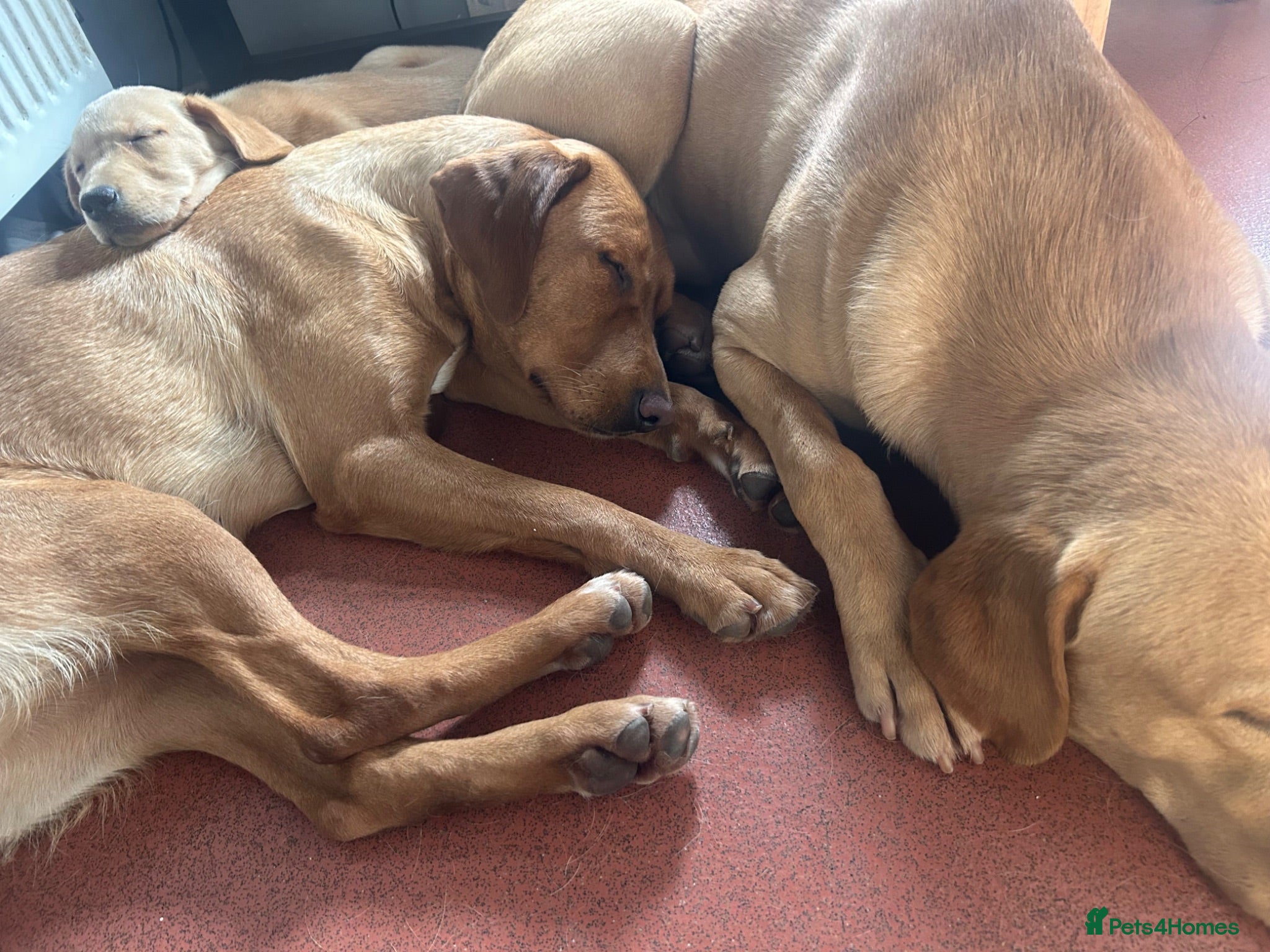 Labrador Retriever dogs Beautiful Labrador litter  - Advert 3