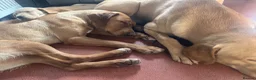 Labrador Retriever dogs for sale: Beautiful Labrador litter  in Porth - Advert 1