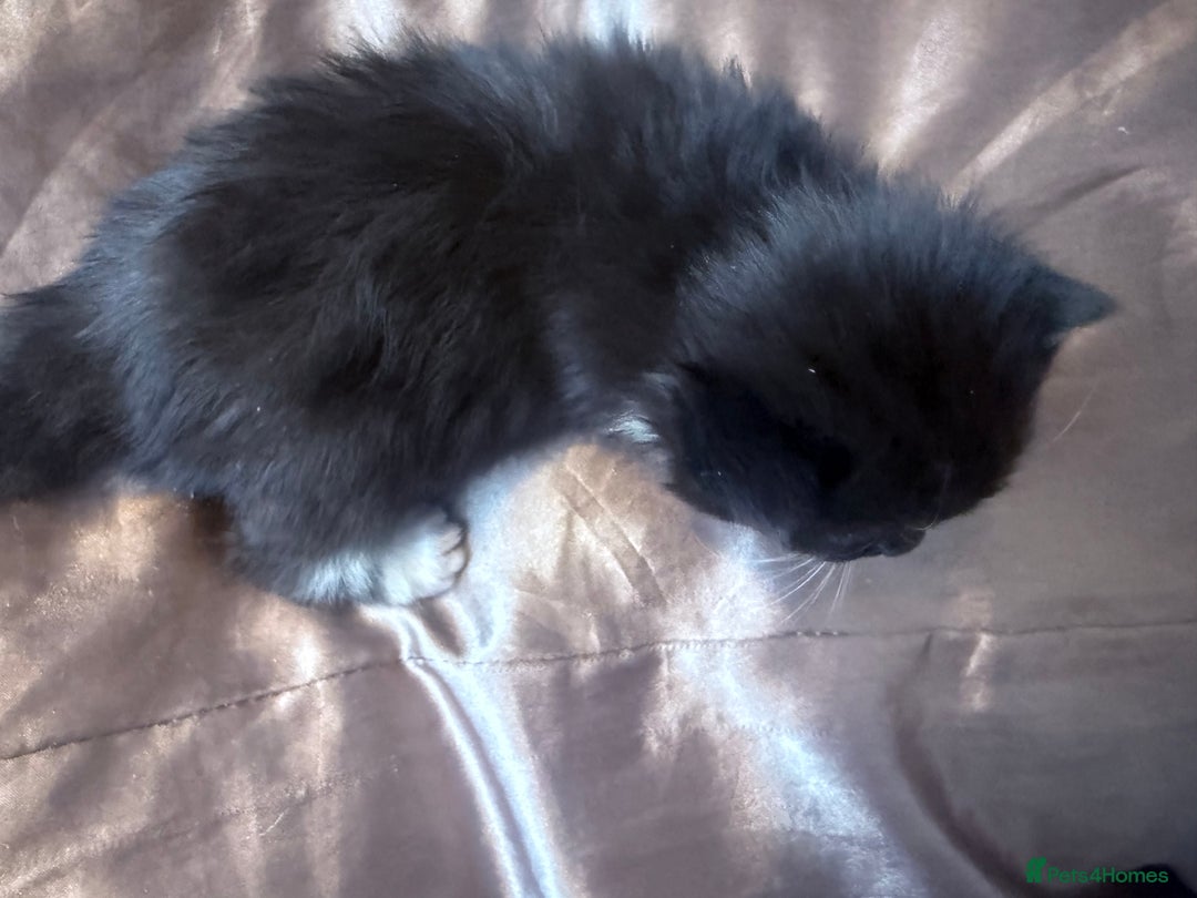 British Longhair cats for sale: X5 ragdoll crossbreed kitten polydactyl  - Advert 14