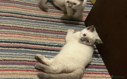 British Shorthair cats for sale: British Shorthair Colour Points   - Image 4