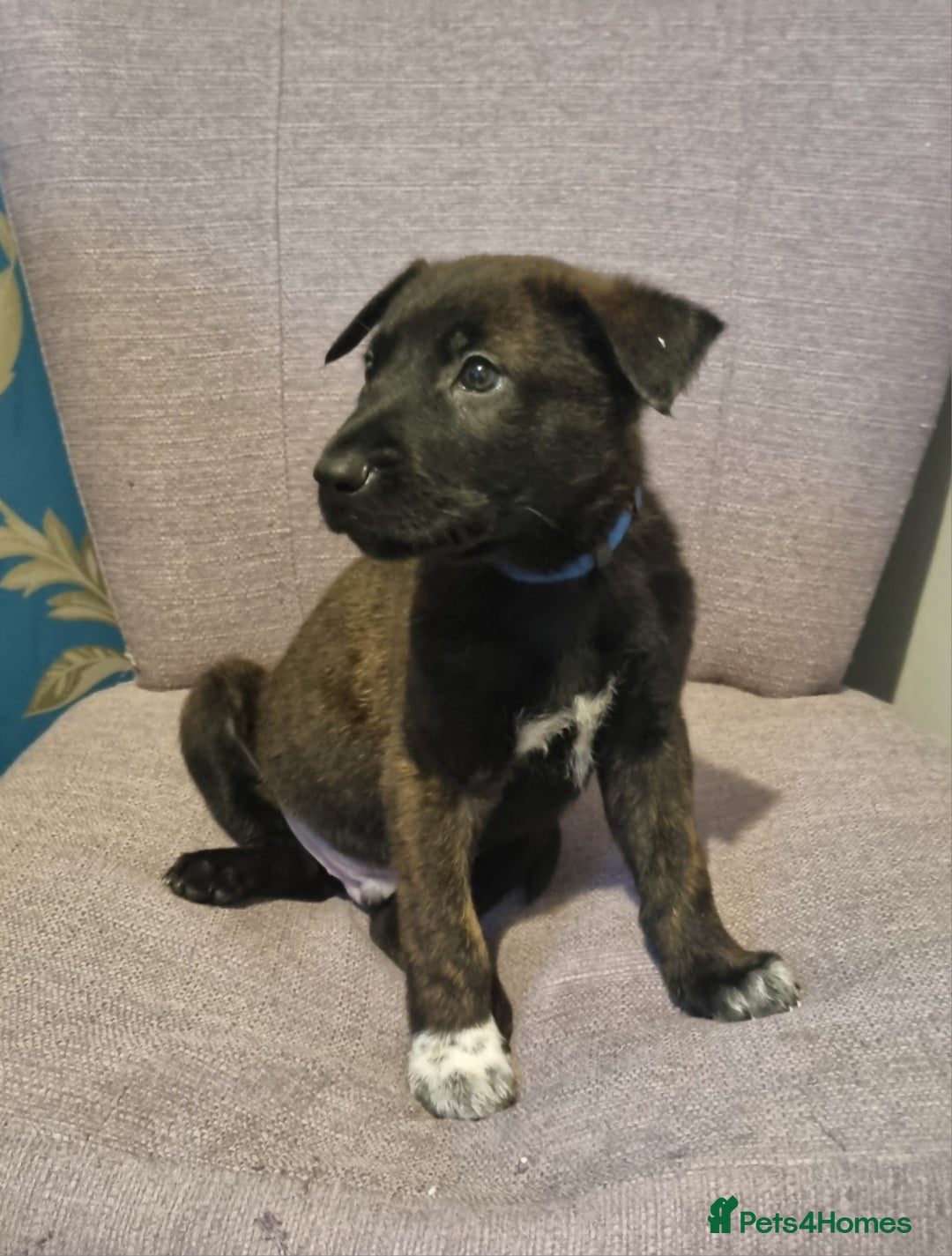 Belgian Shepherd Dog dogs for sale: Mother is a Dutch Herder NOT Belgian shepherd!!  - Advert 14