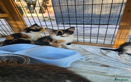 Persian cats for sale: Very beatifull mix breed/Persian kittens  - Image 35