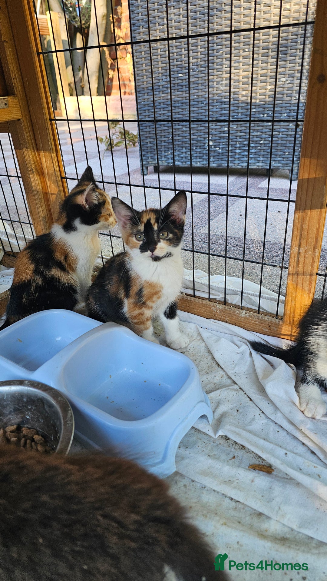 Persian cats for sale: Very beatifull mix breed/Persian kittens  - Image 35
