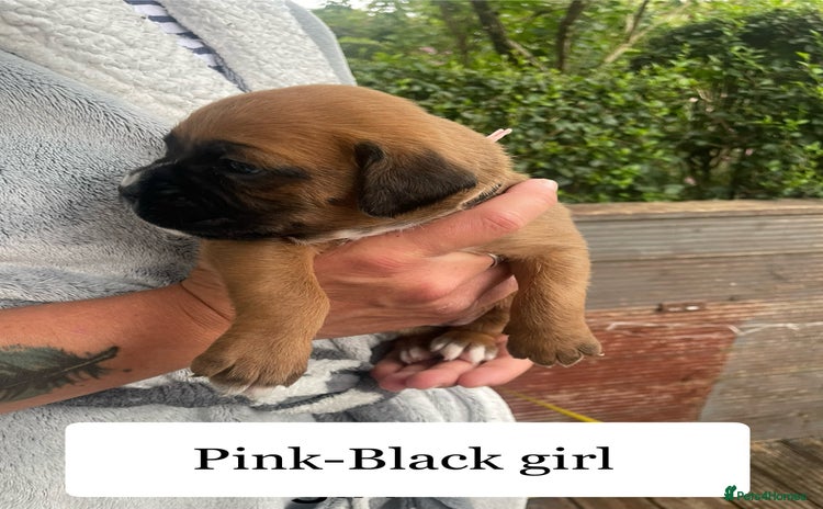 Boxer dogs - Advert 1
