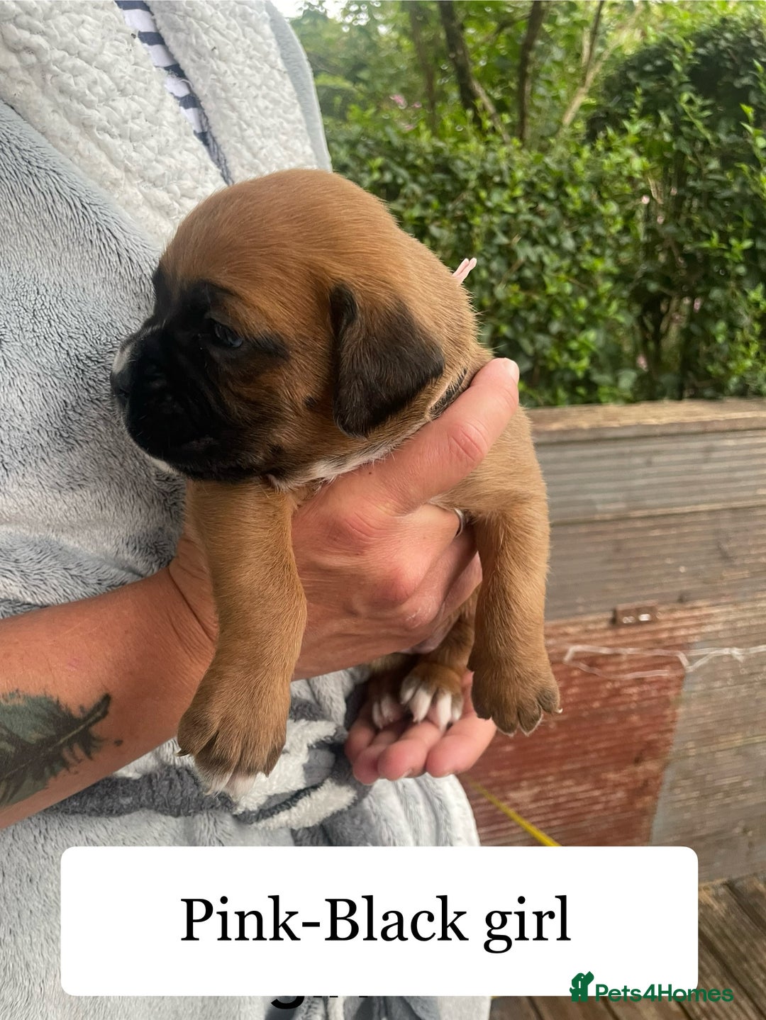 Boxer dogs for sale: Bunch of Boxer Babies - Image 1