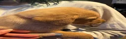 Labrador Retriever dogs for sale: Beautiful Labrador puppies for sale  - Advert 10